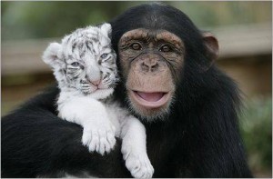 LE BO, LE TENDRE ET L' EPATANT Bébé-tigre-maman-chimpanzé-2-300x197